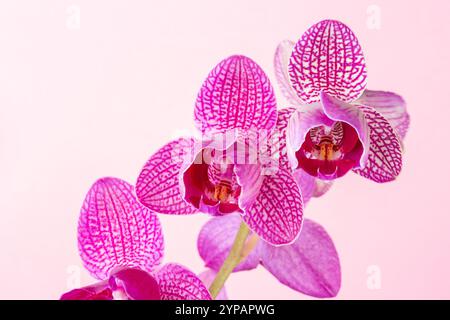 Papillon rose Orchidée Phalaenopsis Banque D'Images