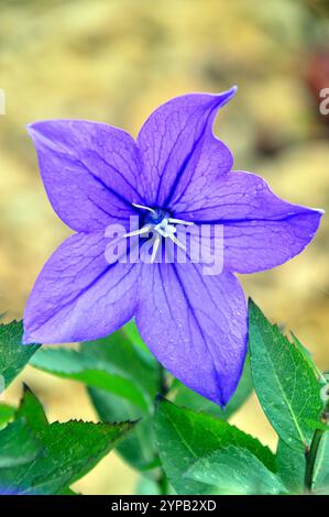 Petit Platycodon bleu Grandiflorus 'Astra Blue' fleurs en forme d'étoile cultivées dans la maison alpine à RHS Garden Harlow Carr, Harrogate, Yorkshire, Angleterre Banque D'Images