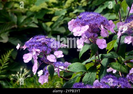 Hydrangea pourpre pâle Aspera 'Anthony Bullivant' fleurs cultivées dans les frontières à RHS Garden Harlow Carr, Harrogate, Yorkshire, Angleterre, Royaume-Uni. Banque D'Images