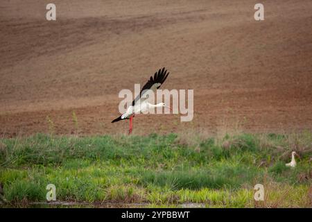 Cigognes blanches (Ciconia ciconia) volant au-dessus des champs labourés pendant la saison des récoltes en Pologne Banque D'Images