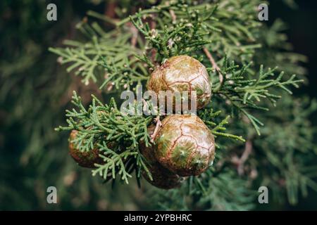 Cônes de Cupressus sempervirens (cyprès méditerranéen), dans le sud de la France Banque D'Images