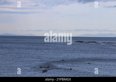 Aberystwyth Wales UK SURFING le 29 novembre 2024. Une journée ensoleillée et venteuse sur la côte ouest du pays de Galles et le club de surf local prennent la mer pour un peu de sport, chevauchant de grandes vagues par une journée d'hiver bleuissante. Crédit : mike davies/Alamy Live News Banque D'Images