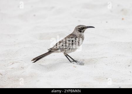 Española / Hood Mockingbird (Mimus macdonaldi) - oiseau adulte sur une plage de sable sur l'île de Española, Galapagos. Banque D'Images