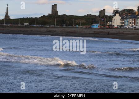 Aberystwyth Wales UK SURFING le 29 novembre 2024. Une journée ensoleillée et venteuse sur la côte ouest du pays de Galles et le club de surf local prennent la mer pour un peu de sport, chevauchant de grandes vagues par une journée d'hiver bleuissante. Crédit : mike davies/Alamy Live News Banque D'Images