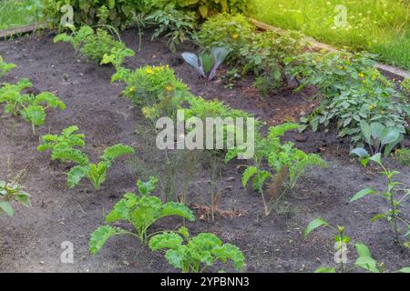 Des plants de chou, de chou frisé et d'aneth sont plantés dans le jardin du village. Culture de légumes dans le jardin de chalet. Jardinage. Banque D'Images