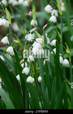 Leucojum aestivum, flocon de neige d'été, en forme de cloche, fleurs blanches à pointe verte au printemps Banque D'Images