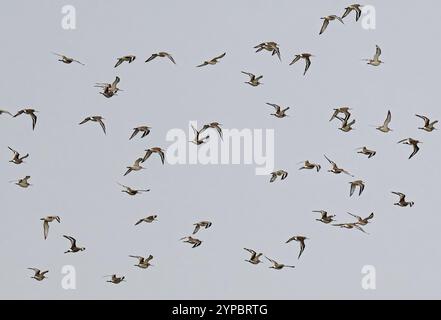 Un troupeau de godwit à queue noire prend le ciel Banque D'Images