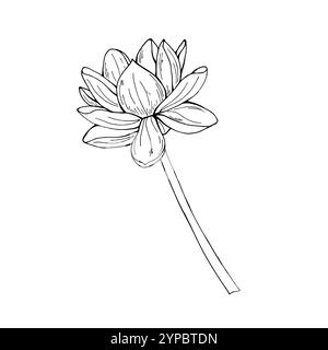 Monochrome unique illustration vectorielle aqua lotus tropicale peinte par des encres noires. Dessin noir et blanc de fleur éponge fleurie sur tige. Illustration de Vecteur