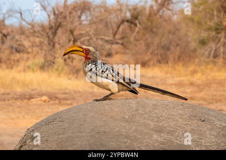 Gros plan d'un Hornbill à bec jaune austral perché sur un rocher dans le parc national Kruger, en Afrique du Sud Banque D'Images