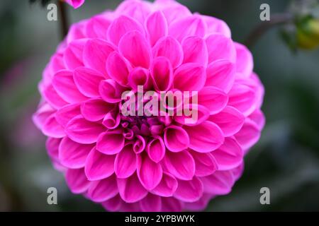 Fleur macro. Photo macro fleur colorée. Fond floral. Macro photo. Pétales de fleurs. Macro nature. Floraison. Fleurs d'automne. Banque D'Images