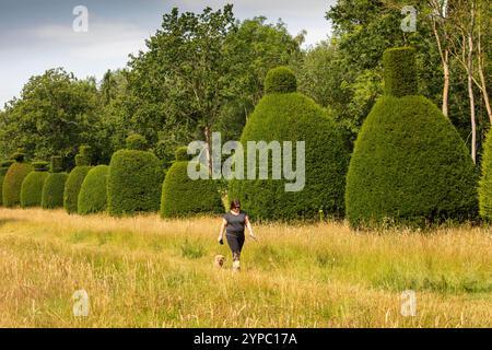 Royaume-Uni, Angleterre, Rutland, Clipsham, promeneur de chien passant topiaire d'if clippé Banque D'Images