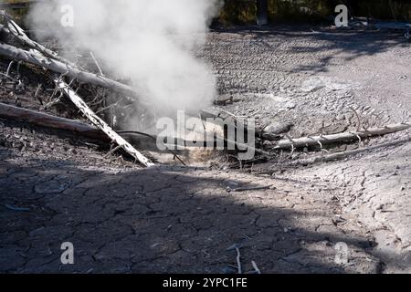 Une source de geyser active avec une décharge intermittente d'eau éjectée turbulemment et accompagnée de vapeur, parc national de Yellowstone, États-Unis Banque D'Images