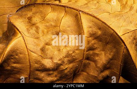 Vue macroscopique de feuilles séchées du sycomore (Platanus occidentalis) en automne. Banque D'Images