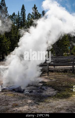 Une source de geyser active avec une décharge intermittente d'eau éjectée turbulemment et accompagnée de vapeur, parc national de Yellowstone, États-Unis Banque D'Images