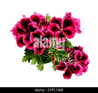 Isolé sur fond blanc Pelargonium grandiflorum, également connu sous le nom de géranium royal, avec des fleurs rose vif et magenta et des feuilles vertes texturées Banque D'Images