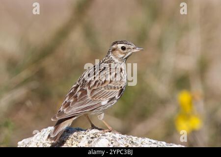 Alouette d'arbre avec le nom scientifique de (Lullula arborea). Oiseau perché sur un rocher au sol. Banque D'Images