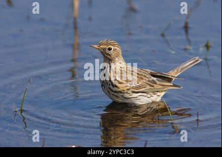 Pipit de prairie avec le nom scientifique de (Anthus pratensis). Un oiseau se baignant dans une flaque d'eau. Banque D'Images