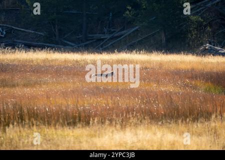 Le coyote sauvage (Canis latrans), également connu sous le nom de chacal américain, loup des prairies, ou loup des broussailles chassant les proies parmi les hautes herbes d'automne, Wyoming États-Unis Banque D'Images