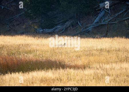 Le coyote sauvage (Canis latrans), également connu sous le nom de chacal américain, loup des prairies, ou loup des broussailles chassant les proies parmi les hautes herbes d'automne, Wyoming États-Unis Banque D'Images