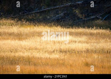 Le coyote sauvage (Canis latrans), également connu sous le nom de chacal américain, loup des prairies, ou loup des broussailles chassant les proies parmi les hautes herbes d'automne, Wyoming États-Unis Banque D'Images