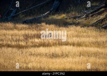 Le coyote sauvage (Canis latrans), également connu sous le nom de chacal américain, loup des prairies, ou loup des broussailles chassant les proies parmi les hautes herbes d'automne, Wyoming États-Unis Banque D'Images