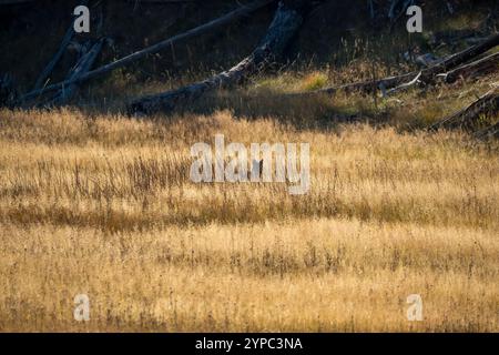 Le coyote sauvage (Canis latrans), également connu sous le nom de chacal américain, loup des prairies, ou loup des broussailles chassant les proies parmi les hautes herbes d'automne, Wyoming États-Unis Banque D'Images