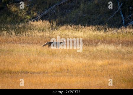 Le coyote sauvage (Canis latrans), également connu sous le nom de chacal américain, loup des prairies, ou loup des broussailles chassant les proies parmi les hautes herbes d'automne, Wyoming États-Unis Banque D'Images