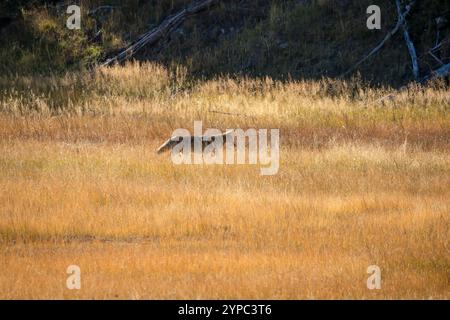 Le coyote sauvage (Canis latrans), également connu sous le nom de chacal américain, loup des prairies, ou loup des broussailles chassant les proies parmi les hautes herbes d'automne, Wyoming États-Unis Banque D'Images