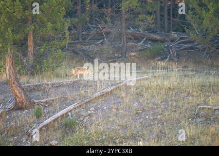 Le coyote sauvage (Canis latrans), également connu sous le nom de chacal américain, loup des prairies, ou loup des broussailles chassant les proies parmi les hautes herbes d'automne, Wyoming États-Unis Banque D'Images