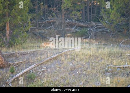 Le coyote sauvage (Canis latrans), également connu sous le nom de chacal américain, loup des prairies, ou loup des broussailles chassant les proies parmi les hautes herbes d'automne, Wyoming États-Unis Banque D'Images