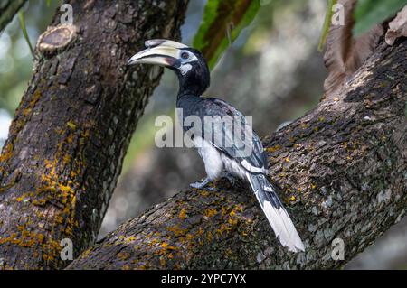 Oriental pied Hornbill (Anthracoceros albirostris) dans les jardins botaniques de Singapour Banque D'Images