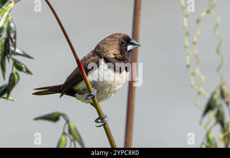 Javan munia (Lonchura leucogastroides) dans les jardins du lac Jurong, Singapour Banque D'Images