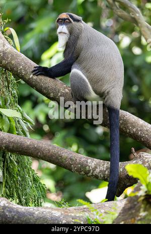 Le singe de Brazza (Cercopithecus negectus) au zoo de Singapour Banque D'Images