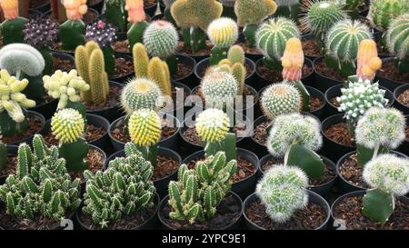 Une collection de cactus ou de cactus colorés, y compris rouge, jaune et violet, plantés dans des pots noirs avec des copeaux de bois comme milieu de plantation. Banque D'Images