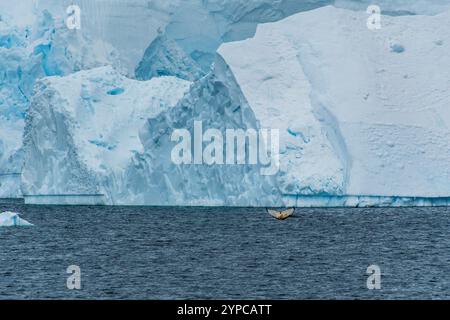 Détail des énormes icebergs et glaciers de la péninsule Antarctique. Image prise près du passage Graham. Une baleine à bosse -Megaptera novaeangliae- plonge au premier plan. Banque D'Images