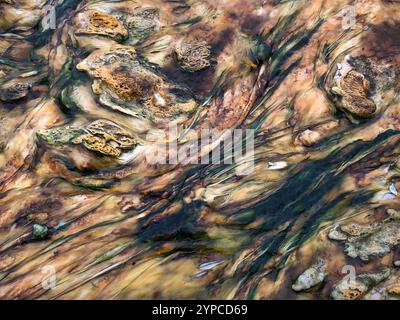 Basin bactérien matst Biscuit dans le parc national de Yellowstone. Banque D'Images