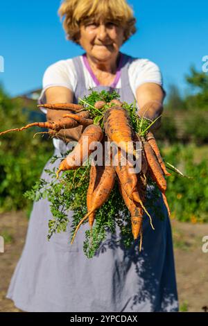 Grand-mère avec une récolte de carottes dans le jardin. Mise au point sélective. Nature. Banque D'Images