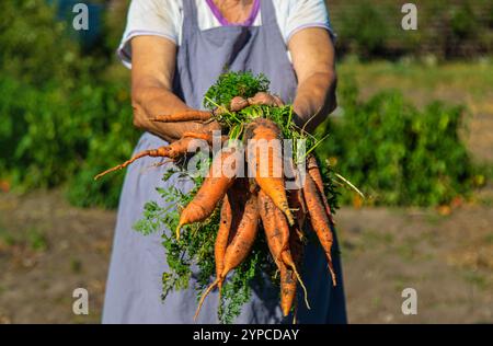 Grand-mère avec une récolte de carottes dans le jardin. Mise au point sélective. Nature. Banque D'Images