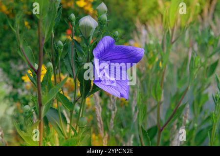 Cottage jardin. Platycodon grandiflorus est en pleine floraison. Plantes romantiques. Fond floral de nature. Fleurs de ballon dans la prairie. Banque D'Images