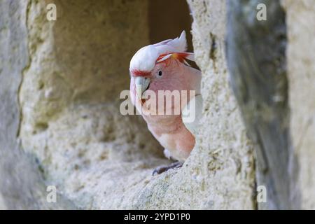 Cockatoo inca (Cacatua leadbeateri), Allemagne, Europe Banque D'Images