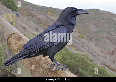 Un corbeau noir se trouve sur une balustrade en bois dans un paysage montagneux, Roques de los Muchachos, la Palma, îles Canaries, Espagne, Europe Banque D'Images