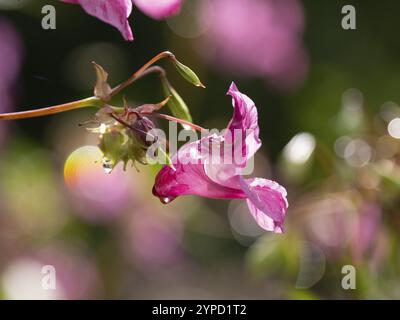 Baume de l'Himalaya (Impatiens glandulifera), fleur, Hesse, Allemagne, Europe Banque D'Images