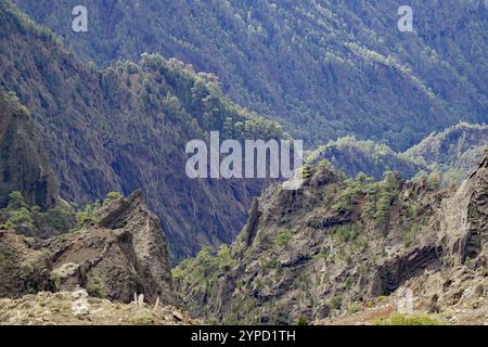 Gorge profonde entourée de montagnes boisées et de falaises abruptes, Caldera de Taburiente, la Palma, Îles Canaries, Espagne, Europe Banque D'Images