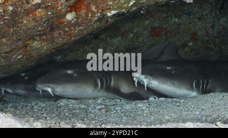 Trois requins bambous à bandes brunes (Chiloscyllium punctatum) reposant sous un éperon rocheux sur un fond marin sablonneux, site de plongée Gamat Bay, Nusa Ceningan, Nusa Peni Banque D'Images
