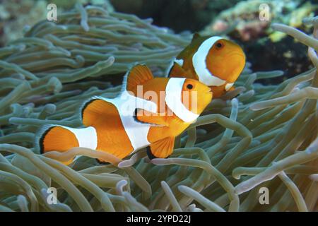 Deux poissons-clowns ocellaris (Amphiprion ocellaris) nageant synchronisés à travers les tentacules d’une anémone de mer, site de plongée SD, Nusa Ceningan, Nusa Penida, Banque D'Images