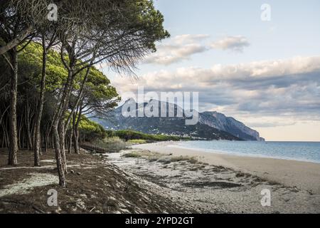 Plage de sable solitaire et forêt de pins, Spiaggia di Isula Manna, coucher de soleil, Santa Maria Navarrese, Parc National du Golfe d'Orosei, Baunei, Nuoro, Sardaigne, Ita Banque D'Images