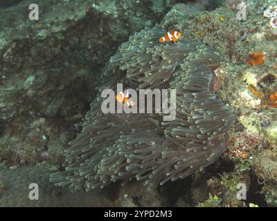 Deux poissons-clowns Ocellaris (Amphiprion ocellaris) nageant dans une Anthopleura xanthogrammica (Stichodactyla gigantea) sur un récif corallien, site de plongée Spice Reef Banque D'Images