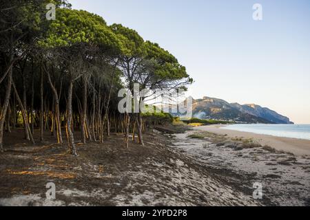 Plage de sable solitaire et forêt de pins, Spiaggia di Isula Manna, coucher de soleil, Santa Maria Navarrese, Parc National du Golfe d'Orosei, Baunei, Nuoro, Sardaigne, Ita Banque D'Images