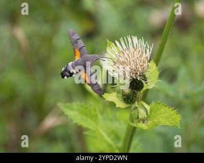 Teigne du faucon du colibri (Macroglossum stellatarum), se nourrissant du nectar d'une fleur de chardon des marais (palustre de Cirsium), comté de Hesse, Allemagne, Europe Banque D'Images