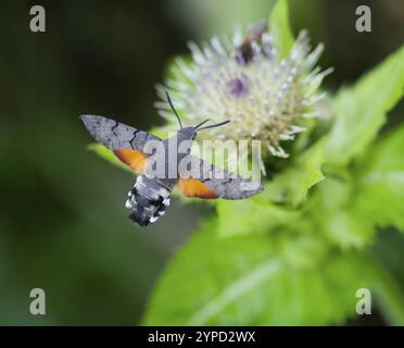 Teigne du faucon du colibri (Macroglossum stellatarum), se nourrissant du nectar d'une fleur de chardon des marais (palustre de Cirsium), comté de Hesse, Allemagne, Europe Banque D'Images